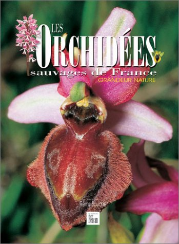 Les Orchidées sauvages de France